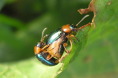 Gastrophysa polygoni Copula While adding the images of "confused" Gastrophysas below, I noticed that there are no images of Gastrophysa polygoni yet, so here is a horrible old image of a male and female having fun. Chrysomelidae,Chrysomelinae,Coleoptera,Gastrophysa,Gastrophysa polygoni,Geotagged,Gravid female,Netherlands,copulation