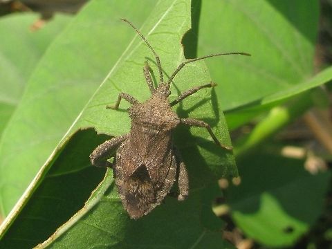 Acanthocoris sp. Dorsal This is an Acanthocoris sp. (conf. Berend Aukema), quite possibly Acanthocoris scaber (Coreinae, Acanthocorini)
Different angle:
https://www.jungledragon.com/image/47039/acanthocoris_sp_dorsolateral.html Acanthocorini,Acanthocoris,Coreidae,Coreinae,Coreoidea,Geotagged,Heteroptera,Indonesia,Java,Leatherbug,Squashbug