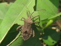 Acanthocoris sp. Dorsal This is an Acanthocoris sp. (conf. Berend Aukema), quite possibly Acanthocoris scaber (Coreinae, Acanthocorini)<br />
Different angle:<br />
https://www.jungledragon.com/image/47039/acanthocoris_sp_dorsolateral.html Acanthocorini,Acanthocoris,Coreidae,Coreinae,Coreoidea,Geotagged,Heteroptera,Indonesia,Java,Leatherbug,Squashbug