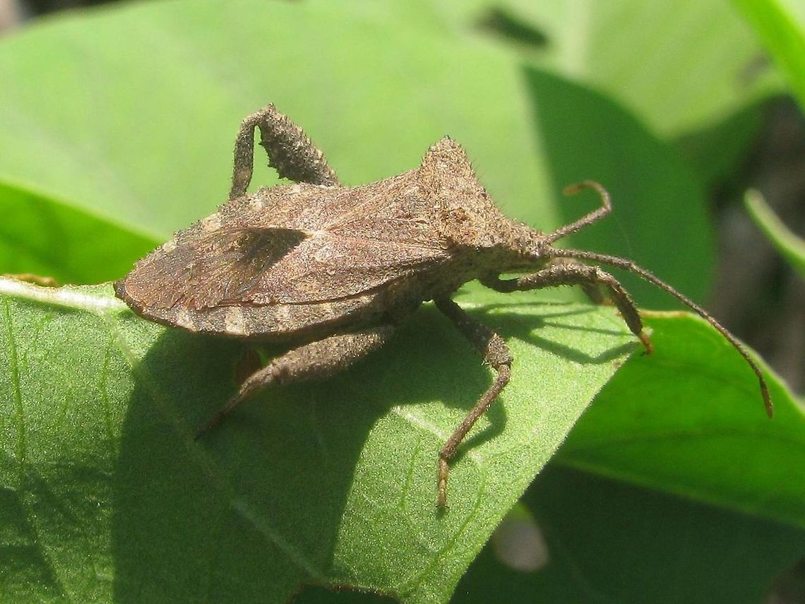 Acanthocoris sp. Dorsolateral This is an Acanthocoris sp. (conf. Berend Aukema), quite possibly Acanthocoris scaber (Coreinae, Acanthocorini)<br />
Different angle:<br />
<figure class="photo"><a href="https://www.jungledragon.com/image/47038/acanthocoris_sp._dorsal.html" title="Acanthocoris sp. Dorsal"><img src="https://s3.amazonaws.com/media.jungledragon.com/images/3043/47038_thumb.jpg?AWSAccessKeyId=05GMT0V3GWVNE7GGM1R2&Expires=1767225610&Signature=SHK3Vq%2F6oztjyjItTefzAsicu6k%3D" width="200" height="150" alt="Acanthocoris sp. Dorsal This is an Acanthocoris sp. (conf. Berend Aukema), quite possibly Acanthocoris scaber (Coreinae, Acanthocorini)<br />
Different angle:<br />
https://www.jungledragon.com/image/47039/acanthocoris_sp_dorsolateral.html Acanthocorini,Acanthocoris,Coreidae,Coreinae,Coreoidea,Geotagged,Heteroptera,Indonesia,Java,Leatherbug,Squashbug" /></a></figure> Acanthocorini,Acanthocoris,Coreidae,Coreinae,Coreoidea,Geotagged,Heteroptera,Indonesia,Java,Leatherbug,Pentatomorpha,Squashbug