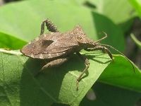 Acanthocoris sp. Dorsolateral This is an Acanthocoris sp. (conf. Berend Aukema), quite possibly Acanthocoris scaber (Coreinae, Acanthocorini)<br />
Different angle:<br />
https://www.jungledragon.com/image/47038/acanthocoris_sp._dorsal.html Acanthocorini,Acanthocoris,Coreidae,Coreinae,Coreoidea,Geotagged,Heteroptera,Indonesia,Java,Leatherbug,Pentatomorpha,Squashbug