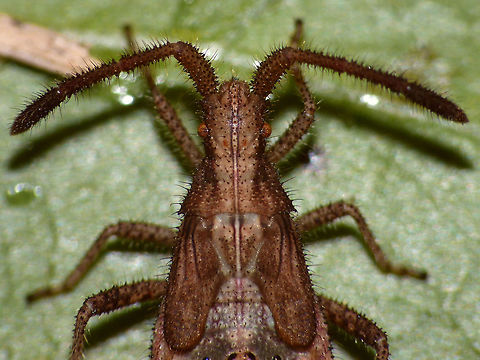 Coriomeris denticulatus Nymph (head) Detail of head of the nymph of a Denticulate Leatherbug (Coriomeris denticulatus).
Full animal here:
https://www.jungledragon.com/image/47041/coriomeris_denticulatus_nymph.html
Head of imago it rendered for comparison:
https://www.jungledragon.com/image/46851/coriomeris_denticulatus_head.html Coreidae,Coreoidea,Coriomeris,Coriomeris denticulatus,Denticulate Leatherbug,Geotagged,Heteroptera,Leatherbug,Netherlands,Nymph,Pentatomorpha