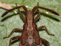 Coriomeris denticulatus Nymph (head) Detail of head of the nymph of a Denticulate Leatherbug (Coriomeris denticulatus).<br />
Full animal here:<br />
https://www.jungledragon.com/image/47041/coriomeris_denticulatus_nymph.html<br />
Head of imago it rendered for comparison:<br />
https://www.jungledragon.com/image/46851/coriomeris_denticulatus_head.html Coreidae,Coreoidea,Coriomeris,Coriomeris denticulatus,Denticulate Leatherbug,Geotagged,Heteroptera,Leatherbug,Netherlands,Nymph,Pentatomorpha