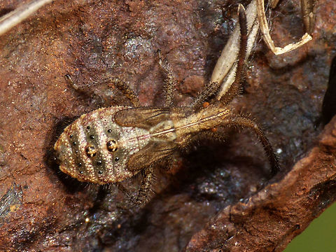 Coriomeris denticulatus Nymph Nymph of the Denticulate Leatherbug (Coriomeris denticulatus) dorsal, full animal.
Head detail here:
https://www.jungledragon.com/image/47040/coriomeris_denticulatus_nymph_head.html
It rendered this imago:
https://www.jungledragon.com/image/46852/coriomeris_denticulatus_dorsal.html Coreidae,Coreoidea,Coriomeris,Coriomeris denticulatus,Denticulate Leatherbug,Geotagged,Heteroptera,Leatherbug,Netherlands,Nymph,Pentatomorpha