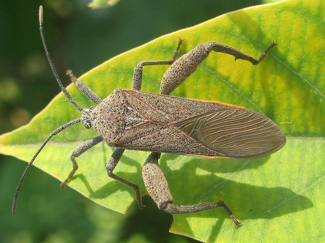 Physomerus grossipes Dorsal The &quot;Sweetpotato Bug&quot; Physomerus grossipes (Coreinae, Acanthocorini), dorsal view.<br />
Lateral view here:<br />
<figure class="photo"><a href="https://www.jungledragon.com/image/47043/physomerus_grossipes_lateral.html" title="Physomerus grossipes Lateral"><img src="https://s3.amazonaws.com/media.jungledragon.com/images/3043/47043_thumb.jpg?AWSAccessKeyId=05GMT0V3GWVNE7GGM1R2&Expires=1769040010&Signature=dsT9dwculkmkDFrpTF15ysDlxs8%3D" width="200" height="150" alt="Physomerus grossipes Lateral The &quot;Sweetpotato Bug&quot; Physomerus grossipes (Coreinae, Acanthocorini), dorsal view.<br />
Lateral view here:<br />
https://www.jungledragon.com/image/47042/physomerus_grossipes_dorsal.html Acanthocorini,Coreidae,Coreinae,Coreoidea,Geotagged,Heteroptera,Indonesia,Java,Leatherbug,Pentatomorpha,Physomerus,Physomerus grossipes,Squashbug,Sweetpotato Bug" /></a></figure> Acanthocorini,Coreidae,Coreinae,Coreoidea,Geotagged,Heteroptera,Indonesia,Java,Leatherbug,Pentatomorpha,Physomerus,Physomerus grossipes,Squashbug,Sweetpotato Bug