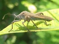 Physomerus grossipes Lateral The "Sweetpotato Bug" Physomerus grossipes (Coreinae, Acanthocorini), dorsal view.<br />
Lateral view here:<br />
https://www.jungledragon.com/image/47042/physomerus_grossipes_dorsal.html Acanthocorini,Coreidae,Coreinae,Coreoidea,Geotagged,Heteroptera,Indonesia,Java,Leatherbug,Pentatomorpha,Physomerus,Physomerus grossipes,Squashbug,Sweetpotato Bug