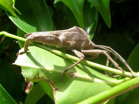 Anoplocnemis Lateral Some Anoplocnemis sp. (Coreidae, Coreinae, Mictini), possibly Anoplocnemis phasianus? Anoplocnemis,Coreidae,Coreinae,Coreoidea,Geotagged,Heteroptera,Indonesia,Java,Leatherbug,Mictini,Pentatomorpha,Squashbug