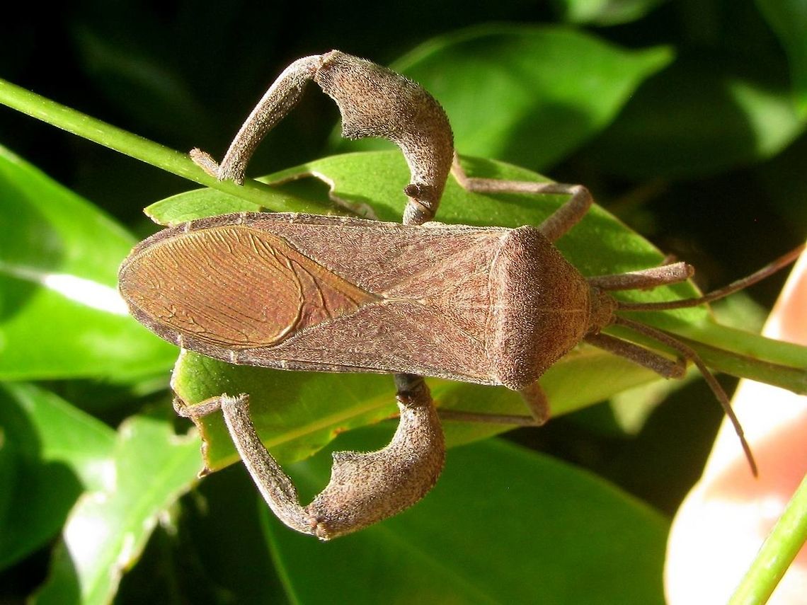 Anoplocnemis Dorsal Some Anoplocnemis sp. (Coreidae, Coreinae, Mictini), possibly Anoplocnemis phasianus? Anoplocnemis,Coreidae,Coreinae,Coreoidea,Geotagged,Heteroptera,Indonesia,Java,Leatherbug,Mictini,Pentatomorpha,Squashbug