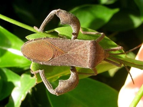 Anoplocnemis Dorsal Some Anoplocnemis sp. (Coreidae, Coreinae, Mictini), possibly Anoplocnemis phasianus? Anoplocnemis,Coreidae,Coreinae,Coreoidea,Geotagged,Heteroptera,Indonesia,Java,Leatherbug,Mictini,Pentatomorpha,Squashbug