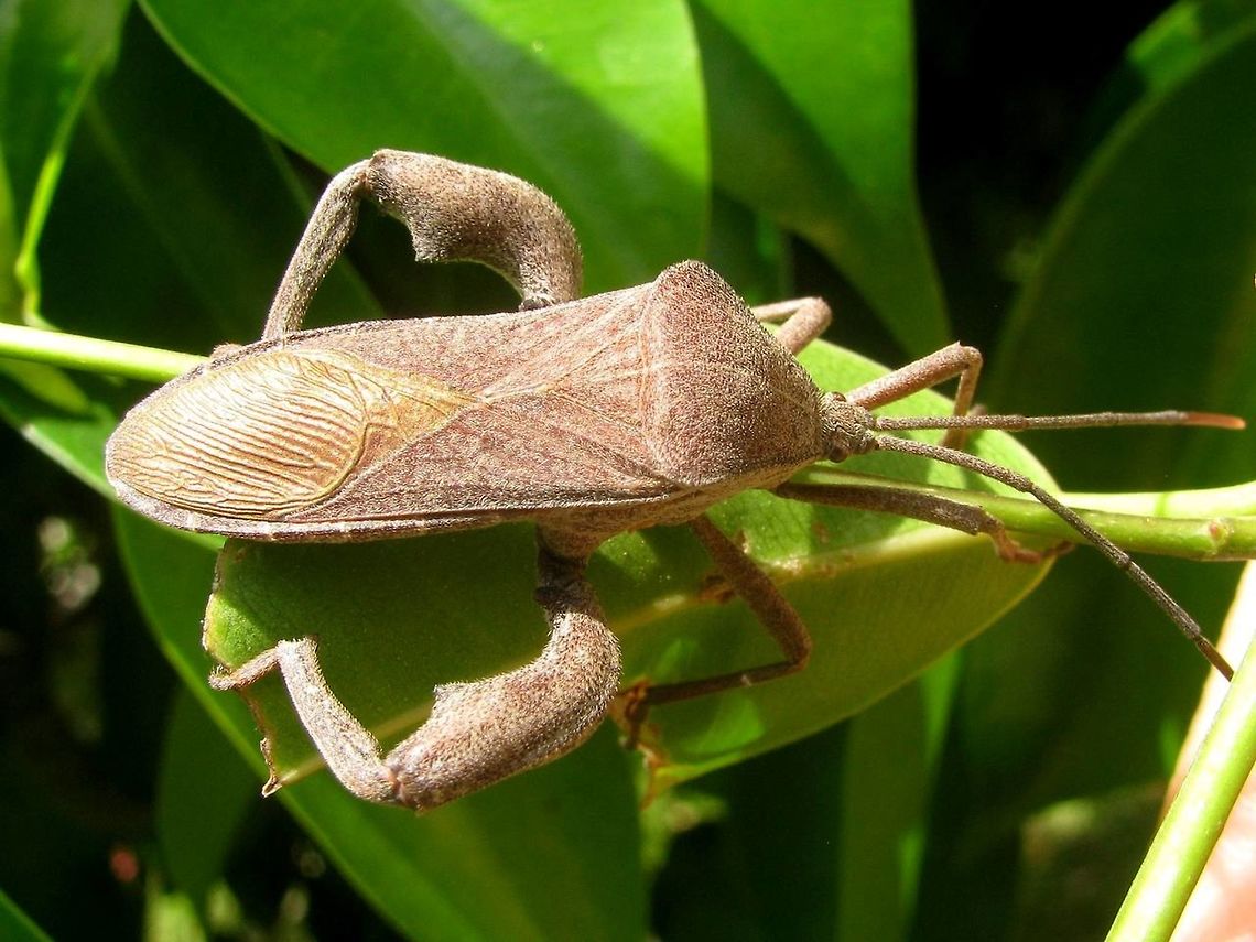Anoplocnemis Dorsolateral Some Anoplocnemis sp. (Coreidae, Coreinae, Mictini), possibly Anoplocnemis phasianus? Anoplocnemis,Coreidae,Coreinae,Coreoidea,Geotagged,Heteroptera,Indonesia,Java,Leatherbug,Mictini,Pentatomorpha,Squashbug