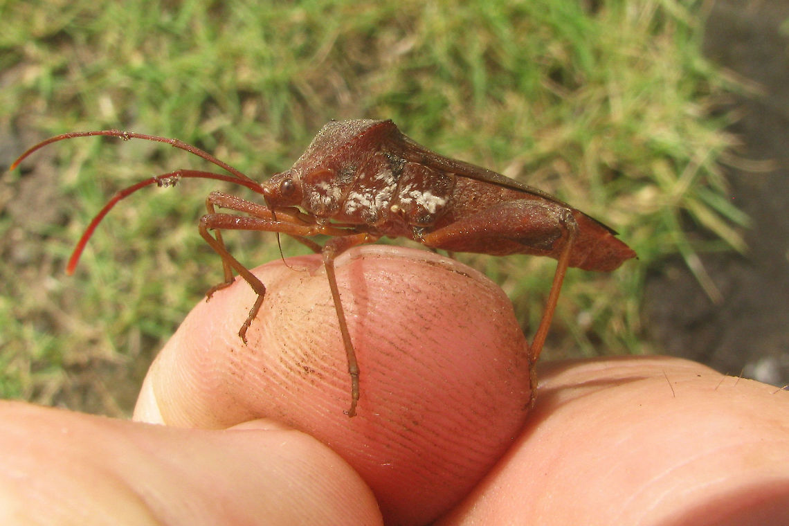 Coreidae Unk. Kraton Lateral Some Coreidae that I can't get my head around - my notes of the time suggest maybe looking at Pternistria sp or Aspilosterna sp (acutangula? albovittata?), but that's probably just a wild goose chase. Help with ID welcome!<br />
Dorsal view here:<br />
<figure class="photo"><a href="https://www.jungledragon.com/image/47048/coreidae_unk._kraton_dorsal.html" title="Coreidae Unk. Kraton Dorsal"><img src="https://s3.amazonaws.com/media.jungledragon.com/images/3043/47048_thumb.jpg?AWSAccessKeyId=05GMT0V3GWVNE7GGM1R2&Expires=1770854410&Signature=WqaDvmsKG5D774PdX0SLMdb1j6Q%3D" width="200" height="150" alt="Coreidae Unk. Kraton Dorsal Some Coreidae that I can't get my head around - my notes of the time suggest maybe looking at Pternistria sp or Aspilosterna sp (acutangula? albovittata?), but that's probably just a wild goose chase. Help with ID welcome!<br />
Lateral view here:<br />
https://www.jungledragon.com/image/47048/whatever.html<br />
Update:<br />
I had taken this to be a male of some species and without a thorn on the hind tibia had ruled out Mictis, but the images below must be the female of a population of Mictis sp, I found at the Borobudur, so this may very well be such a female too!<br />
https://www.jungledragon.com/image/47120/coreidae_unk_borobudur_female.html Coreidae,Coreoidea,Geotagged,Heteroptera,Indonesia,Java,Kraton,Leatherbug,Mictis,Pentatomorpha,Squashbug" /></a></figure><br />
Update:<br />
I had taken this to be a male of some species and without a thorn on the hind tibia had ruled out Mictis, but the images below must be the female of a population of Mictis sp, I found at the Borobudur, so this may very well be such a female too!<br />
<figure class="photo"><a href="https://www.jungledragon.com/image/47120/coreidae_unk_borobudur_female.html" title="Coreidae Unk Borobudur Female"><img src="https://s3.amazonaws.com/media.jungledragon.com/images/3043/47120_thumb.jpg?AWSAccessKeyId=05GMT0V3GWVNE7GGM1R2&Expires=1770854410&Signature=bxKHrRDW%2BpoaJ502QzdBOZwKa0M%3D" width="200" height="150" alt="Coreidae Unk Borobudur Female Series of images of one population of large Leatherbugs (Coreidae) on one plant in a corner of the grounds of the Borobudur. Looking at these I'm beginning to think that my other bug from the Kraton is very probably the same species. I had previously taken that to be a male of some species and without the thorn on the hind tibia had ruled out Mictis, but it looks an awful lot like the female in this series and my best bet for these is indeed some Mictis sp.<br />
Nymph:<br />
https://www.jungledragon.com/image/47121/coreidae_unk_borobudur_nymph_collage.html<br />
Male:<br />
https://www.jungledragon.com/image/47119/coreidae_unk_borobudur_male.html<br />
https://www.jungledragon.com/image/47122/coreidae_unk_borobudur_male_collage.html<br />
Female:<br />
https://www.jungledragon.com/image/47120/coreidae_unk_borobudur_female.html<br />
Female from the Kraton?<br />
https://www.jungledragon.com/image/47048/coreidae_unk._kraton_dorsal.html Borobudur,Coreidae,Coreoidea,Geotagged,Heteroptera,Indonesia,Java,Leatherbug,Mictis,Pentatomorpha,Squashbug" /></a></figure> Coreidae,Coreoidea,Geotagged,Heteroptera,Indonesia,Java,Kraton,Leatherbug,Mictis,Pentatomorpha,Squashbug