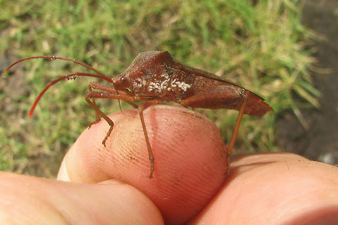 Coreidae Unk. Kraton Lateral Some Coreidae that I can't get my head around - my notes of the time suggest maybe looking at Pternistria sp or Aspilosterna sp (acutangula? albovittata?), but that's probably just a wild goose chase. Help with ID welcome!
Dorsal view here:
https://www.jungledragon.com/image/47048/whatever.html
Update:
I had taken this to be a male of some species and without a thorn on the hind tibia had ruled out Mictis, but the images below must be the female of a population of Mictis sp, I found at the Borobudur, so this may very well be such a female too!
https://www.jungledragon.com/image/47120/coreidae_unk_borobudur_female.html Coreidae,Coreoidea,Geotagged,Heteroptera,Indonesia,Java,Kraton,Leatherbug,Mictis,Pentatomorpha,Squashbug