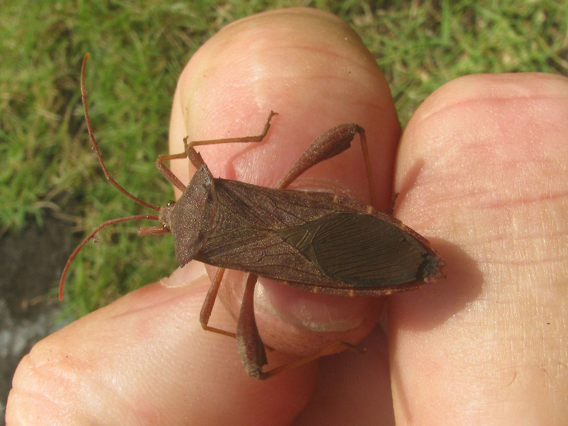 Coreidae Unk. Kraton Dorsal Some Coreidae that I can't get my head around - my notes of the time suggest maybe looking at Pternistria sp or Aspilosterna sp (acutangula? albovittata?), but that's probably just a wild goose chase. Help with ID welcome!<br />
Lateral view here:<br />
<figure class="photo"><a href="https://www.jungledragon.com/image/47048/coreidae_unk._kraton_dorsal.html" title="Coreidae Unk. Kraton Dorsal"><img src="https://s3.amazonaws.com/media.jungledragon.com/images/3043/47048_thumb.jpg?AWSAccessKeyId=05GMT0V3GWVNE7GGM1R2&Expires=1770854410&Signature=WqaDvmsKG5D774PdX0SLMdb1j6Q%3D" width="200" height="150" alt="Coreidae Unk. Kraton Dorsal Some Coreidae that I can't get my head around - my notes of the time suggest maybe looking at Pternistria sp or Aspilosterna sp (acutangula? albovittata?), but that's probably just a wild goose chase. Help with ID welcome!<br />
Lateral view here:<br />
https://www.jungledragon.com/image/47048/whatever.html<br />
Update:<br />
I had taken this to be a male of some species and without a thorn on the hind tibia had ruled out Mictis, but the images below must be the female of a population of Mictis sp, I found at the Borobudur, so this may very well be such a female too!<br />
https://www.jungledragon.com/image/47120/coreidae_unk_borobudur_female.html Coreidae,Coreoidea,Geotagged,Heteroptera,Indonesia,Java,Kraton,Leatherbug,Mictis,Pentatomorpha,Squashbug" /></a></figure><br />
Update:<br />
I had taken this to be a male of some species and without a thorn on the hind tibia had ruled out Mictis, but the images below must be the female of a population of Mictis sp, I found at the Borobudur, so this may very well be such a female too!<br />
<figure class="photo"><a href="https://www.jungledragon.com/image/47120/coreidae_unk_borobudur_female.html" title="Coreidae Unk Borobudur Female"><img src="https://s3.amazonaws.com/media.jungledragon.com/images/3043/47120_thumb.jpg?AWSAccessKeyId=05GMT0V3GWVNE7GGM1R2&Expires=1770854410&Signature=bxKHrRDW%2BpoaJ502QzdBOZwKa0M%3D" width="200" height="150" alt="Coreidae Unk Borobudur Female Series of images of one population of large Leatherbugs (Coreidae) on one plant in a corner of the grounds of the Borobudur. Looking at these I'm beginning to think that my other bug from the Kraton is very probably the same species. I had previously taken that to be a male of some species and without the thorn on the hind tibia had ruled out Mictis, but it looks an awful lot like the female in this series and my best bet for these is indeed some Mictis sp.<br />
Nymph:<br />
https://www.jungledragon.com/image/47121/coreidae_unk_borobudur_nymph_collage.html<br />
Male:<br />
https://www.jungledragon.com/image/47119/coreidae_unk_borobudur_male.html<br />
https://www.jungledragon.com/image/47122/coreidae_unk_borobudur_male_collage.html<br />
Female:<br />
https://www.jungledragon.com/image/47120/coreidae_unk_borobudur_female.html<br />
Female from the Kraton?<br />
https://www.jungledragon.com/image/47048/coreidae_unk._kraton_dorsal.html Borobudur,Coreidae,Coreoidea,Geotagged,Heteroptera,Indonesia,Java,Leatherbug,Mictis,Pentatomorpha,Squashbug" /></a></figure> Coreidae,Coreoidea,Geotagged,Heteroptera,Indonesia,Java,Kraton,Leatherbug,Mictis,Pentatomorpha,Squashbug