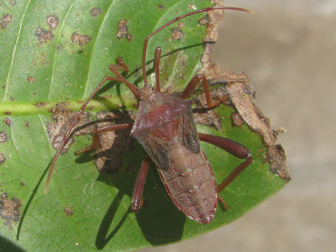 Coreidae Nymph Unk. Kediri Nymph of some Coreidae that I can&#039;t get my head around - my notes of the time suggest maybe looking at Aspilosterna sp (acutangula? albovittata?), but that&#039;s probably just a wild goose chase. Help with ID welcome! Coreidae,Coreoidea,Geotagged,Heteroptera,Indonesia,Java,Leatherbug,Pentatomorpha,Squashbug