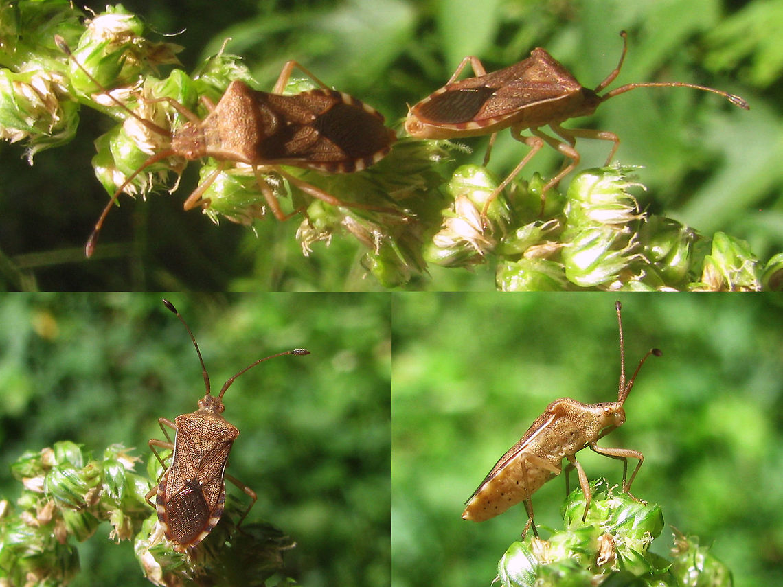Coreidae Unk Copula Relatively small Coreidae species (ca. 1cm), possibly Cletus sp.? Coreidae,Coreoidea,Geotagged,Heteroptera,Indonesia,Java,Leatherbug,Pentatomorpha,Squashbug