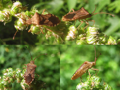 Coreidae Unk Copula Relatively small Coreidae species (ca. 1cm), possibly Cletus sp.? Coreidae,Coreoidea,Geotagged,Heteroptera,Indonesia,Java,Leatherbug,Pentatomorpha,Squashbug