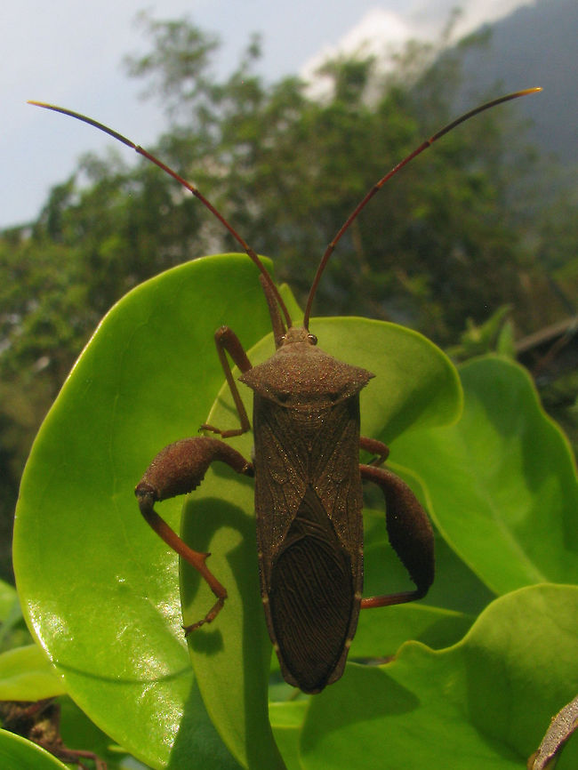 Coreidae Unk. Borobudur Male Series of images of one population of large Leatherbugs (Coreidae) on one plant in a corner of the grounds of the Borobudur. Looking at these I'm beginning to think that my other bug from the Kraton is very probably the same species. I had previously taken that to be a male of some species and without the thorn on the hind tibia had ruled out Mictis, but it looks an awful lot like the female in this series and my best bet for these is indeed some Mictis sp.<br />
Nymph:<br />
<figure class="photo"><a href="https://www.jungledragon.com/image/47121/coreidae_unk_borobudur_nymph_collage.html" title="Coreidae Unk Borobudur Nymph collage"><img src="https://s3.amazonaws.com/media.jungledragon.com/images/3043/47121_thumb.jpg?AWSAccessKeyId=05GMT0V3GWVNE7GGM1R2&Expires=1770854410&Signature=mhBrvtUvDwBTh9ZV%2BBSriakHdoA%3D" width="200" height="142" alt="Coreidae Unk Borobudur Nymph collage Series of images of one population of large Leatherbugs (Coreidae) on one plant in a corner of the grounds of the Borobudur. Looking at these I'm beginning to think that my other bug from the Kraton is very probably the same species. I had previously taken that to be a male of some species and without the thorn on the hind tibia had ruled out Mictis, but it looks an awful lot like the female in this series and my best bet for these is indeed some Mictis sp.<br />
Nymph:<br />
https://www.jungledragon.com/image/47121/coreidae_unk_borobudur_nymph_collage.html<br />
Male:<br />
https://www.jungledragon.com/image/47119/coreidae_unk_borobudur_male.html<br />
https://www.jungledragon.com/image/47122/coreidae_unk_borobudur_male_collage.html<br />
Female:<br />
https://www.jungledragon.com/image/47120/coreidae_unk_borobudur_female.html<br />
Female from the Kraton?<br />
https://www.jungledragon.com/image/47048/coreidae_unk._kraton_dorsal.html Borobudur,Coreidae,Coreoidea,Geotagged,Heteroptera,Indonesia,Java,Leatherbug,Mictis,Pentatomorpha,Squashbug" /></a></figure><br />
Male:<br />
<figure class="photo"><a href="https://www.jungledragon.com/image/47119/coreidae_unk._borobudur_male.html" title="Coreidae Unk. Borobudur Male"><img src="https://s3.amazonaws.com/media.jungledragon.com/images/3043/47119_thumb.jpg?AWSAccessKeyId=05GMT0V3GWVNE7GGM1R2&Expires=1770854410&Signature=44ApOuSkaGFZ98cASCmYol6tFJc%3D" width="114" height="152" alt="Coreidae Unk. Borobudur Male Series of images of one population of large Leatherbugs (Coreidae) on one plant in a corner of the grounds of the Borobudur. Looking at these I'm beginning to think that my other bug from the Kraton is very probably the same species. I had previously taken that to be a male of some species and without the thorn on the hind tibia had ruled out Mictis, but it looks an awful lot like the female in this series and my best bet for these is indeed some Mictis sp.<br />
Nymph:<br />
https://www.jungledragon.com/image/47121/coreidae_unk_borobudur_nymph_collage.html<br />
Male:<br />
https://www.jungledragon.com/image/47119/coreidae_unk_borobudur_male.html<br />
https://www.jungledragon.com/image/47122/coreidae_unk_borobudur_male_collage.html<br />
Female:<br />
https://www.jungledragon.com/image/47120/coreidae_unk_borobudur_female.html<br />
Female from the Kraton?<br />
https://www.jungledragon.com/image/47048/coreidae_unk._kraton_dorsal.html Borobudur,Coreidae,Coreoidea,Geotagged,Heteroptera,Indonesia,Java,Leatherbug,Mictis,Pentatomorpha,Squashbug" /></a></figure><br />
<figure class="photo"><a href="https://www.jungledragon.com/image/47122/coreidae_unk_borobudur_male_collage.html" title="Coreidae Unk Borobudur Male collage"><img src="https://s3.amazonaws.com/media.jungledragon.com/images/3043/47122_thumb.jpg?AWSAccessKeyId=05GMT0V3GWVNE7GGM1R2&Expires=1770854410&Signature=hhYwZBq2a1E4g4b5vpU%2FyU6rqi4%3D" width="200" height="150" alt="Coreidae Unk Borobudur Male collage Series of images of one population of large Leatherbugs (Coreidae) on one plant in a corner of the grounds of the Borobudur. Looking at these I'm beginning to think that my other bug from the Kraton is very probably the same species. I had previously taken that to be a male of some species and without the thorn on the hind tibia had ruled out Mictis, but it looks an awful lot like the female in this series and my best bet for these is indeed some Mictis sp.<br />
Nymph:<br />
https://www.jungledragon.com/image/47121/coreidae_unk_borobudur_nymph_collage.html<br />
Male:<br />
https://www.jungledragon.com/image/47119/coreidae_unk_borobudur_male.html<br />
https://www.jungledragon.com/image/47122/coreidae_unk_borobudur_male_collage.html<br />
Female:<br />
https://www.jungledragon.com/image/47120/coreidae_unk_borobudur_female.html<br />
Female from the Kraton?<br />
https://www.jungledragon.com/image/47048/coreidae_unk._kraton_dorsal.html Borobudur,Coreidae,Coreoidea,Geotagged,Heteroptera,Indonesia,Java,Leatherbug,Mictis,Pentatomorpha,Squashbug" /></a></figure><br />
Female:<br />
<figure class="photo"><a href="https://www.jungledragon.com/image/47120/coreidae_unk_borobudur_female.html" title="Coreidae Unk Borobudur Female"><img src="https://s3.amazonaws.com/media.jungledragon.com/images/3043/47120_thumb.jpg?AWSAccessKeyId=05GMT0V3GWVNE7GGM1R2&Expires=1770854410&Signature=bxKHrRDW%2BpoaJ502QzdBOZwKa0M%3D" width="200" height="150" alt="Coreidae Unk Borobudur Female Series of images of one population of large Leatherbugs (Coreidae) on one plant in a corner of the grounds of the Borobudur. Looking at these I'm beginning to think that my other bug from the Kraton is very probably the same species. I had previously taken that to be a male of some species and without the thorn on the hind tibia had ruled out Mictis, but it looks an awful lot like the female in this series and my best bet for these is indeed some Mictis sp.<br />
Nymph:<br />
https://www.jungledragon.com/image/47121/coreidae_unk_borobudur_nymph_collage.html<br />
Male:<br />
https://www.jungledragon.com/image/47119/coreidae_unk_borobudur_male.html<br />
https://www.jungledragon.com/image/47122/coreidae_unk_borobudur_male_collage.html<br />
Female:<br />
https://www.jungledragon.com/image/47120/coreidae_unk_borobudur_female.html<br />
Female from the Kraton?<br />
https://www.jungledragon.com/image/47048/coreidae_unk._kraton_dorsal.html Borobudur,Coreidae,Coreoidea,Geotagged,Heteroptera,Indonesia,Java,Leatherbug,Mictis,Pentatomorpha,Squashbug" /></a></figure><br />
Female from the Kraton?<br />
<figure class="photo"><a href="https://www.jungledragon.com/image/47048/coreidae_unk._kraton_dorsal.html" title="Coreidae Unk. Kraton Dorsal"><img src="https://s3.amazonaws.com/media.jungledragon.com/images/3043/47048_thumb.jpg?AWSAccessKeyId=05GMT0V3GWVNE7GGM1R2&Expires=1770854410&Signature=WqaDvmsKG5D774PdX0SLMdb1j6Q%3D" width="200" height="150" alt="Coreidae Unk. Kraton Dorsal Some Coreidae that I can't get my head around - my notes of the time suggest maybe looking at Pternistria sp or Aspilosterna sp (acutangula? albovittata?), but that's probably just a wild goose chase. Help with ID welcome!<br />
Lateral view here:<br />
https://www.jungledragon.com/image/47048/whatever.html<br />
Update:<br />
I had taken this to be a male of some species and without a thorn on the hind tibia had ruled out Mictis, but the images below must be the female of a population of Mictis sp, I found at the Borobudur, so this may very well be such a female too!<br />
https://www.jungledragon.com/image/47120/coreidae_unk_borobudur_female.html Coreidae,Coreoidea,Geotagged,Heteroptera,Indonesia,Java,Kraton,Leatherbug,Mictis,Pentatomorpha,Squashbug" /></a></figure> Borobudur,Coreidae,Coreoidea,Geotagged,Heteroptera,Indonesia,Java,Leatherbug,Mictis,Pentatomorpha,Squashbug