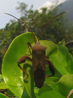 Coreidae Unk. Borobudur Male Series of images of one population of large Leatherbugs (Coreidae) on one plant in a corner of the grounds of the Borobudur. Looking at these I'm beginning to think that my other bug from the Kraton is very probably the same species. I had previously taken that to be a male of some species and without the thorn on the hind tibia had ruled out Mictis, but it looks an awful lot like the female in this series and my best bet for these is indeed some Mictis sp.
Nymph:
https://www.jungledragon.com/image/47121/coreidae_unk_borobudur_nymph_collage.html
Male:
https://www.jungledragon.com/image/47119/coreidae_unk_borobudur_male.html
https://www.jungledragon.com/image/47122/coreidae_unk_borobudur_male_collage.html
Female:
https://www.jungledragon.com/image/47120/coreidae_unk_borobudur_female.html
Female from the Kraton?
https://www.jungledragon.com/image/47048/coreidae_unk._kraton_dorsal.html Borobudur,Coreidae,Coreoidea,Geotagged,Heteroptera,Indonesia,Java,Leatherbug,Mictis,Pentatomorpha,Squashbug