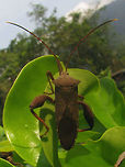 Coreidae Unk. Borobudur Male Series of images of one population of large Leatherbugs (Coreidae) on one plant in a corner of the grounds of the Borobudur. Looking at these I'm beginning to think that my other bug from the Kraton is very probably the same species. I had previously taken that to be a male of some species and without the thorn on the hind tibia had ruled out Mictis, but it looks an awful lot like the female in this series and my best bet for these is indeed some Mictis sp.<br />
Nymph:<br />
https://www.jungledragon.com/image/47121/coreidae_unk_borobudur_nymph_collage.html<br />
Male:<br />
https://www.jungledragon.com/image/47119/coreidae_unk_borobudur_male.html<br />
https://www.jungledragon.com/image/47122/coreidae_unk_borobudur_male_collage.html<br />
Female:<br />
https://www.jungledragon.com/image/47120/coreidae_unk_borobudur_female.html<br />
Female from the Kraton?<br />
https://www.jungledragon.com/image/47048/coreidae_unk._kraton_dorsal.html Borobudur,Coreidae,Coreoidea,Geotagged,Heteroptera,Indonesia,Java,Leatherbug,Mictis,Pentatomorpha,Squashbug