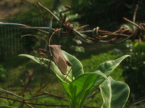 Coreidae Unk Borobudur Female Series of images of one population of large Leatherbugs (Coreidae) on one plant in a corner of the grounds of the Borobudur. Looking at these I'm beginning to think that my other bug from the Kraton is very probably the same species. I had previously taken that to be a male of some species and without the thorn on the hind tibia had ruled out Mictis, but it looks an awful lot like the female in this series and my best bet for these is indeed some Mictis sp.
Nymph:
https://www.jungledragon.com/image/47121/coreidae_unk_borobudur_nymph_collage.html
Male:
https://www.jungledragon.com/image/47119/coreidae_unk_borobudur_male.html
https://www.jungledragon.com/image/47122/coreidae_unk_borobudur_male_collage.html
Female:
https://www.jungledragon.com/image/47120/coreidae_unk_borobudur_female.html
Female from the Kraton?
https://www.jungledragon.com/image/47048/coreidae_unk._kraton_dorsal.html Borobudur,Coreidae,Coreoidea,Geotagged,Heteroptera,Indonesia,Java,Leatherbug,Mictis,Pentatomorpha,Squashbug