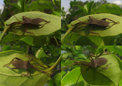 Coreidae Unk Borobudur Nymph collage Series of images of one population of large Leatherbugs (Coreidae) on one plant in a corner of the grounds of the Borobudur. Looking at these I'm beginning to think that my other bug from the Kraton is very probably the same species. I had previously taken that to be a male of some species and without the thorn on the hind tibia had ruled out Mictis, but it looks an awful lot like the female in this series and my best bet for these is indeed some Mictis sp.
Nymph:
https://www.jungledragon.com/image/47121/coreidae_unk_borobudur_nymph_collage.html
Male:
https://www.jungledragon.com/image/47119/coreidae_unk_borobudur_male.html
https://www.jungledragon.com/image/47122/coreidae_unk_borobudur_male_collage.html
Female:
https://www.jungledragon.com/image/47120/coreidae_unk_borobudur_female.html
Female from the Kraton?
https://www.jungledragon.com/image/47048/coreidae_unk._kraton_dorsal.html Borobudur,Coreidae,Coreoidea,Geotagged,Heteroptera,Indonesia,Java,Leatherbug,Mictis,Pentatomorpha,Squashbug