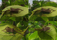 Coreidae Unk Borobudur Nymph collage Series of images of one population of large Leatherbugs (Coreidae) on one plant in a corner of the grounds of the Borobudur. Looking at these I'm beginning to think that my other bug from the Kraton is very probably the same species. I had previously taken that to be a male of some species and without the thorn on the hind tibia had ruled out Mictis, but it looks an awful lot like the female in this series and my best bet for these is indeed some Mictis sp.<br />
Nymph:<br />
https://www.jungledragon.com/image/47121/coreidae_unk_borobudur_nymph_collage.html<br />
Male:<br />
https://www.jungledragon.com/image/47119/coreidae_unk_borobudur_male.html<br />
https://www.jungledragon.com/image/47122/coreidae_unk_borobudur_male_collage.html<br />
Female:<br />
https://www.jungledragon.com/image/47120/coreidae_unk_borobudur_female.html<br />
Female from the Kraton?<br />
https://www.jungledragon.com/image/47048/coreidae_unk._kraton_dorsal.html Borobudur,Coreidae,Coreoidea,Geotagged,Heteroptera,Indonesia,Java,Leatherbug,Mictis,Pentatomorpha,Squashbug