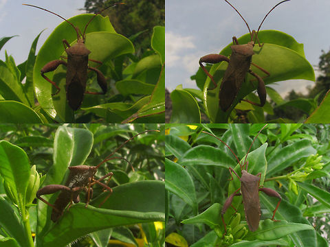 Coreidae Unk Borobudur Male collage Series of images of one population of large Leatherbugs (Coreidae) on one plant in a corner of the grounds of the Borobudur. Looking at these I'm beginning to think that my other bug from the Kraton is very probably the same species. I had previously taken that to be a male of some species and without the thorn on the hind tibia had ruled out Mictis, but it looks an awful lot like the female in this series and my best bet for these is indeed some Mictis sp.
Nymph:
https://www.jungledragon.com/image/47121/coreidae_unk_borobudur_nymph_collage.html
Male:
https://www.jungledragon.com/image/47119/coreidae_unk_borobudur_male.html
https://www.jungledragon.com/image/47122/coreidae_unk_borobudur_male_collage.html
Female:
https://www.jungledragon.com/image/47120/coreidae_unk_borobudur_female.html
Female from the Kraton?
https://www.jungledragon.com/image/47048/coreidae_unk._kraton_dorsal.html Borobudur,Coreidae,Coreoidea,Geotagged,Heteroptera,Indonesia,Java,Leatherbug,Mictis,Pentatomorpha,Squashbug