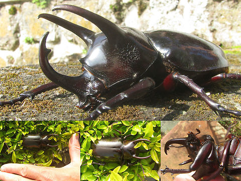 Chalcosoma caucasus Relatively short horned (medium whimpy ;o) expression form of a male Chalcosoma caucasus. Apparently these can be quite variable in the development of the horns, with both stronger developed ("Major") and hardly developed ("Minor") horns.   "Dynastidae",Caucasus beetle,Chalcosoma,Chalcosoma caucasus,Coleoptera,Dynastinae,Geotagged,Indonesia,Scarabaeidae