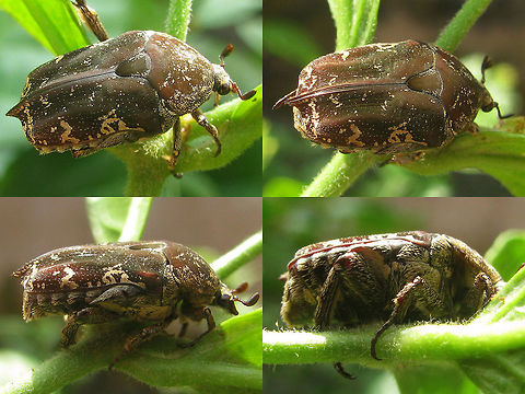 Miksicus acuminatus A Collage This is one of two nice Cetoniinae I saw in Yogya's Taman Sari Water Castle. It seems to be Miksicus acuminatus (aka Urbania acuminatus) but I did not collect the specimen for genital examination and I'm no expert for these, let alone in that part of the world, so correction is always welcome. The other one is here:
https://www.jungledragon.com/image/47167/miksicus_acuminatus_b_collage.html
Classification is a bit cumbersome on Cetoniinae as some workers will have them as a family Cetoniidae, others as Cetoniinae under Scarabaeidae. "Cetoniidae",Cetoniinae,Coleoptera,Geotagged,Indonesia,Java,Miksicus,Miksicus acuminata,Miksicus acuminatus,Scarabaeidae,Urbania