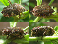 Miksicus acuminatus A Collage This is one of two nice Cetoniinae I saw in Yogya's Taman Sari Water Castle. It seems to be Miksicus acuminatus (aka Urbania acuminatus) but I did not collect the specimen for genital examination and I'm no expert for these, let alone in that part of the world, so correction is always welcome. The other one is here:<br />
https://www.jungledragon.com/image/47167/miksicus_acuminatus_b_collage.html<br />
Classification is a bit cumbersome on Cetoniinae as some workers will have them as a family Cetoniidae, others as Cetoniinae under Scarabaeidae. "Cetoniidae",Cetoniinae,Coleoptera,Geotagged,Indonesia,Java,Miksicus,Miksicus acuminata,Miksicus acuminatus,Scarabaeidae,Urbania