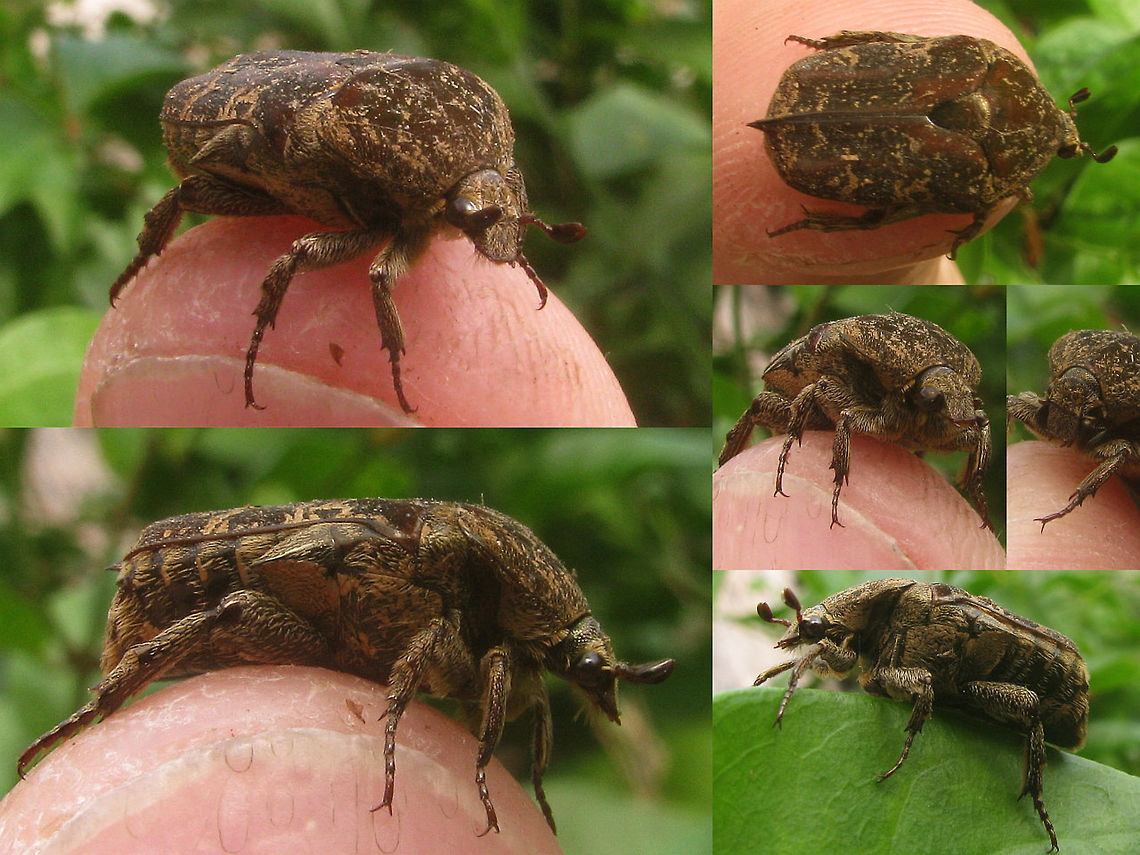 Miksicus acuminatus B Collage This is one of two nice Cetoniinae I saw in Yogya's Taman Sari Water Castle. It seems to be Miksicus acuminatus (aka Urbania acuminatus) but I did not collect the specimen for genital examination and I'm no expert for these, let alone in that part of the world, so correction is always welcome. The other one is here:<br />
<figure class="photo"><a href="https://www.jungledragon.com/image/47166/miksicus_acuminatus_a_collage.html" title="Miksicus acuminatus A Collage"><img src="https://s3.amazonaws.com/media.jungledragon.com/images/3043/47166_thumb.jpg?AWSAccessKeyId=05GMT0V3GWVNE7GGM1R2&Expires=1769040010&Signature=wt0XPweNEg%2F3Y474Y3f6mRTr2Tk%3D" width="200" height="150" alt="Miksicus acuminatus A Collage This is one of two nice Cetoniinae I saw in Yogya's Taman Sari Water Castle. It seems to be Miksicus acuminatus (aka Urbania acuminatus) but I did not collect the specimen for genital examination and I'm no expert for these, let alone in that part of the world, so correction is always welcome. The other one is here:<br />
https://www.jungledragon.com/image/47167/miksicus_acuminatus_b_collage.html<br />
Classification is a bit cumbersome on Cetoniinae as some workers will have them as a family Cetoniidae, others as Cetoniinae under Scarabaeidae. "Cetoniidae",Cetoniinae,Coleoptera,Geotagged,Indonesia,Java,Miksicus,Miksicus acuminata,Miksicus acuminatus,Scarabaeidae,Urbania" /></a></figure><br />
Classification is a bit cumbersome on Cetoniinae as some workers will have them as a family Cetoniidae, others as Cetoniinae under Scarabaeidae. "Cetoniidae",Cetoniinae,Coleoptera,Geotagged,Indonesia,Java,Miksicus,Miksicus acuminata,Miksicus acuminatus,Scarabaeidae,Urbania