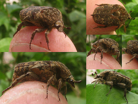 Miksicus acuminatus B Collage This is one of two nice Cetoniinae I saw in Yogya's Taman Sari Water Castle. It seems to be Miksicus acuminatus (aka Urbania acuminatus) but I did not collect the specimen for genital examination and I'm no expert for these, let alone in that part of the world, so correction is always welcome. The other one is here:
https://www.jungledragon.com/image/47166/miksicus_acuminatus_a_collage.html
Classification is a bit cumbersome on Cetoniinae as some workers will have them as a family Cetoniidae, others as Cetoniinae under Scarabaeidae. "Cetoniidae",Cetoniinae,Coleoptera,Geotagged,Indonesia,Java,Miksicus,Miksicus acuminata,Miksicus acuminatus,Scarabaeidae,Urbania