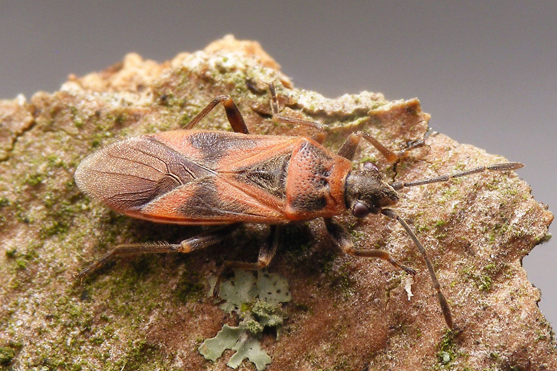 Arocatus longiceps A relatively new arrival in the Netherlands and other parts of northwestern Europe caused a lot of taxonomic confusion with Arocatus roeselii, with hybridisation being suggested as one option. For now, heteropterologists prefer to retain the name roeselii for the version living on Alder (Alnus) and on average somewhat brighter red, and the name longiceps for the version living on Plane (Platanus).<br />
This one was found overwintering behind loose patches of bark on Platanus. Arocatus,Arocatus longiceps,Geotagged,Heteroptera,Lygaeidae,Netherlands,nl: Plataanridderwants