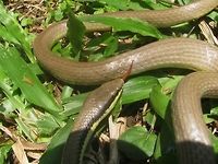 Liopeltis tricolor - Close This Tricoloured Ringneck (Liopeltis tricolor) was caught in a bottle by another visitor in the botanical garden in Bogor (Java, Indonesia) and almost suffocated. I asked them to set it free, and shot a few (bad) snapshots while it was recuperating. Not enough time - my herd was moving on ...<br />
https://www.jungledragon.com/image/47623/liopeltis_tricolor_-_full.html Colubridae,Colubrinae,Colubroidea,Geotagged,Indonesia,Indonesian Liopeltine Snake,Liopeltis,Liopeltis tricolor,Malayan Ringneck,Reptilia,Serpentes,Squamata,Tricoloured Ringneck,Winter