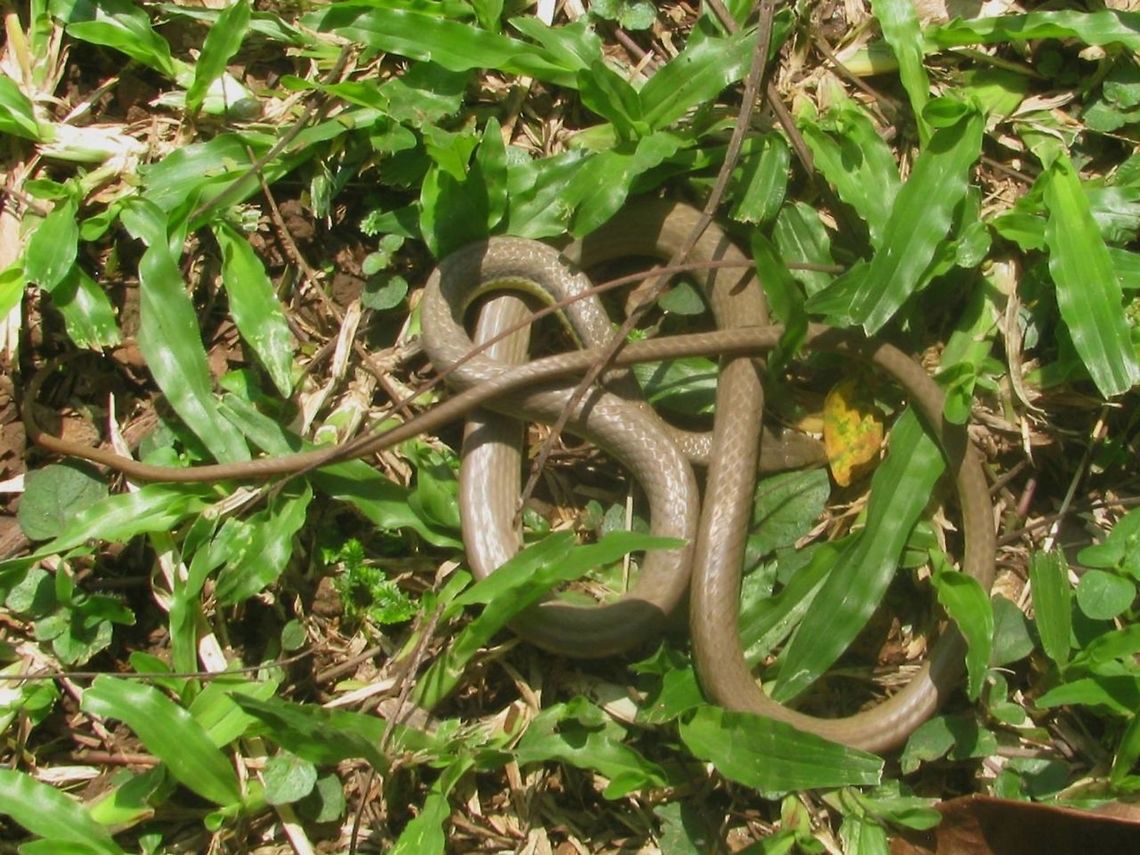 Liopeltis tricolor - Full This Tricoloured Ringneck (Liopeltis tricolor) was caught in a bottle by another visitor in the botanical garden in Bogor (Java, Indonesia) and almost suffocated. I asked them to set it free, and shot a few (bad) snapshots while it was recuperating. Not enough time - my herd was moving on ...<br />
<figure class="photo"><a href="https://www.jungledragon.com/image/47622/liopeltis_tricolor_-_close.html" title="Liopeltis tricolor - Close"><img src="https://s3.amazonaws.com/media.jungledragon.com/images/3043/47622_thumb.JPG?AWSAccessKeyId=05GMT0V3GWVNE7GGM1R2&Expires=1770854410&Signature=CgizQTFkfznahF2sDuOdJt9GQQE%3D" width="200" height="150" alt="Liopeltis tricolor - Close This Tricoloured Ringneck (Liopeltis tricolor) was caught in a bottle by another visitor in the botanical garden in Bogor (Java, Indonesia) and almost suffocated. I asked them to set it free, and shot a few (bad) snapshots while it was recuperating. Not enough time - my herd was moving on ...<br />
https://www.jungledragon.com/image/47623/liopeltis_tricolor_-_full.html Colubridae,Colubrinae,Colubroidea,Geotagged,Indonesia,Indonesian Liopeltine Snake,Liopeltis,Liopeltis tricolor,Malayan Ringneck,Reptilia,Serpentes,Squamata,Tricoloured Ringneck,Winter" /></a></figure> Colubridae,Colubrinae,Colubroidea,Geotagged,Indonesia,Indonesian Liopeltine Snake,Liopeltis,Liopeltis tricolor,Malayan Ringneck,Reptilia,Serpentes,Squamata,Tricoloured Ringneck,Winter