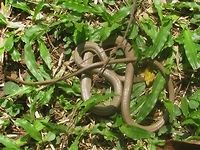 Liopeltis tricolor - Full This Tricoloured Ringneck (Liopeltis tricolor) was caught in a bottle by another visitor in the botanical garden in Bogor (Java, Indonesia) and almost suffocated. I asked them to set it free, and shot a few (bad) snapshots while it was recuperating. Not enough time - my herd was moving on ...<br />
https://www.jungledragon.com/image/47622/liopeltis_tricolor_-_close.html Colubridae,Colubrinae,Colubroidea,Geotagged,Indonesia,Indonesian Liopeltine Snake,Liopeltis,Liopeltis tricolor,Malayan Ringneck,Reptilia,Serpentes,Squamata,Tricoloured Ringneck,Winter
