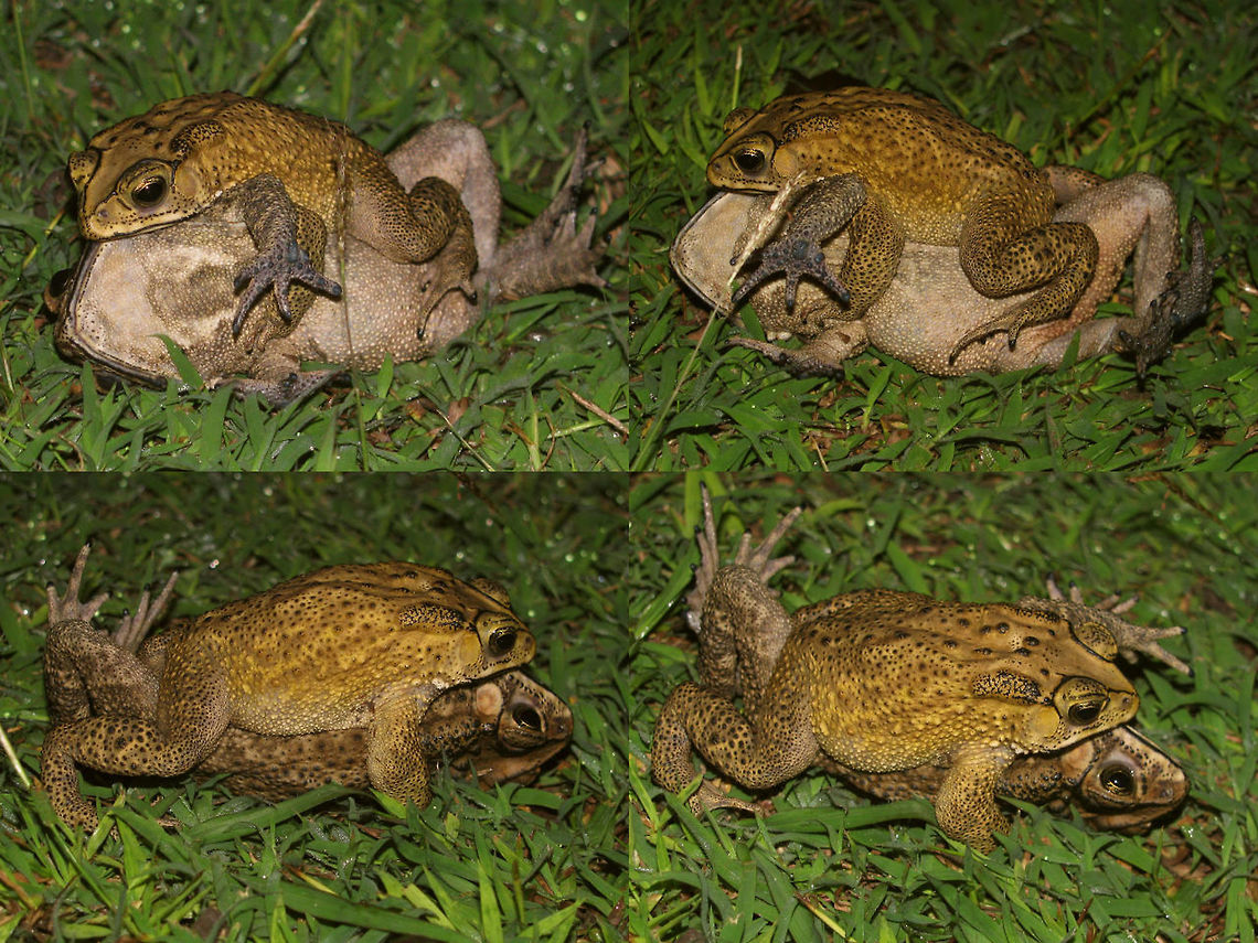 Duttaphrynus melanostictus - Confused Black-spined Toads at it after watching too many human TV shows ;o)  Amphibia,Anura,Asian Common Toad,Black-spined Toad,Bufonidae,Common Indian Toad,Duttaphrynus,Duttaphrynus melanostictus,Geotagged,Indonesia