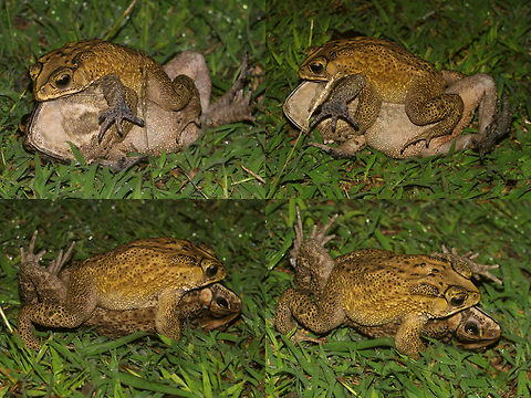 Duttaphrynus melanostictus - Confused Black-spined Toads at it after watching too many human TV shows ;o)  Amphibia,Anura,Asian Common Toad,Black-spined Toad,Bufonidae,Common Indian Toad,Duttaphrynus,Duttaphrynus melanostictus,Geotagged,Indonesia