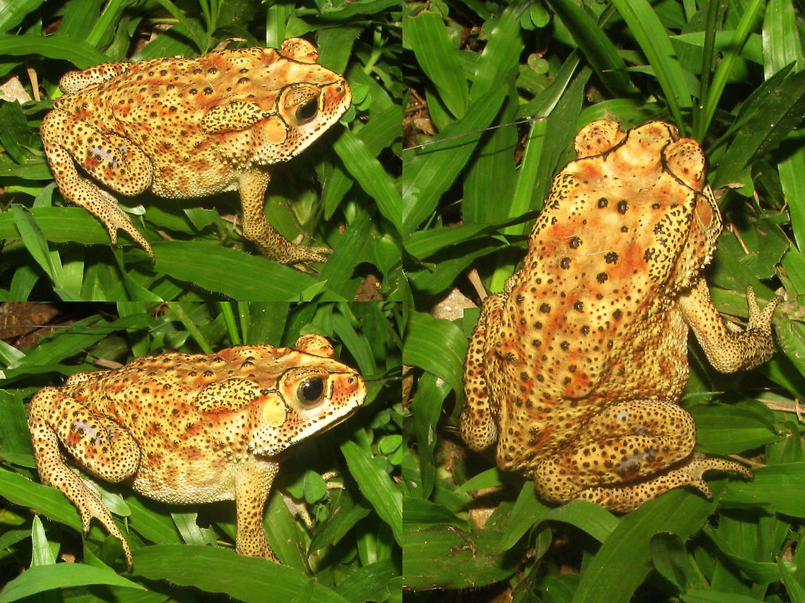Duttaphrynus melanostictus - Java Another Duttaphrynus melanostictus on Java somewhere - forget where ... Amphibia,Anura,Asian Common Toad,Black-spined Toad,Bufonidae,Common Indian Toad,Duttaphrynus,Duttaphrynus melanostictus,Indonesia