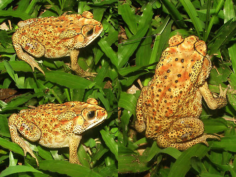 Duttaphrynus melanostictus - Java Another Duttaphrynus melanostictus on Java somewhere - forget where ... Amphibia,Anura,Asian Common Toad,Black-spined Toad,Bufonidae,Common Indian Toad,Duttaphrynus,Duttaphrynus melanostictus,Indonesia