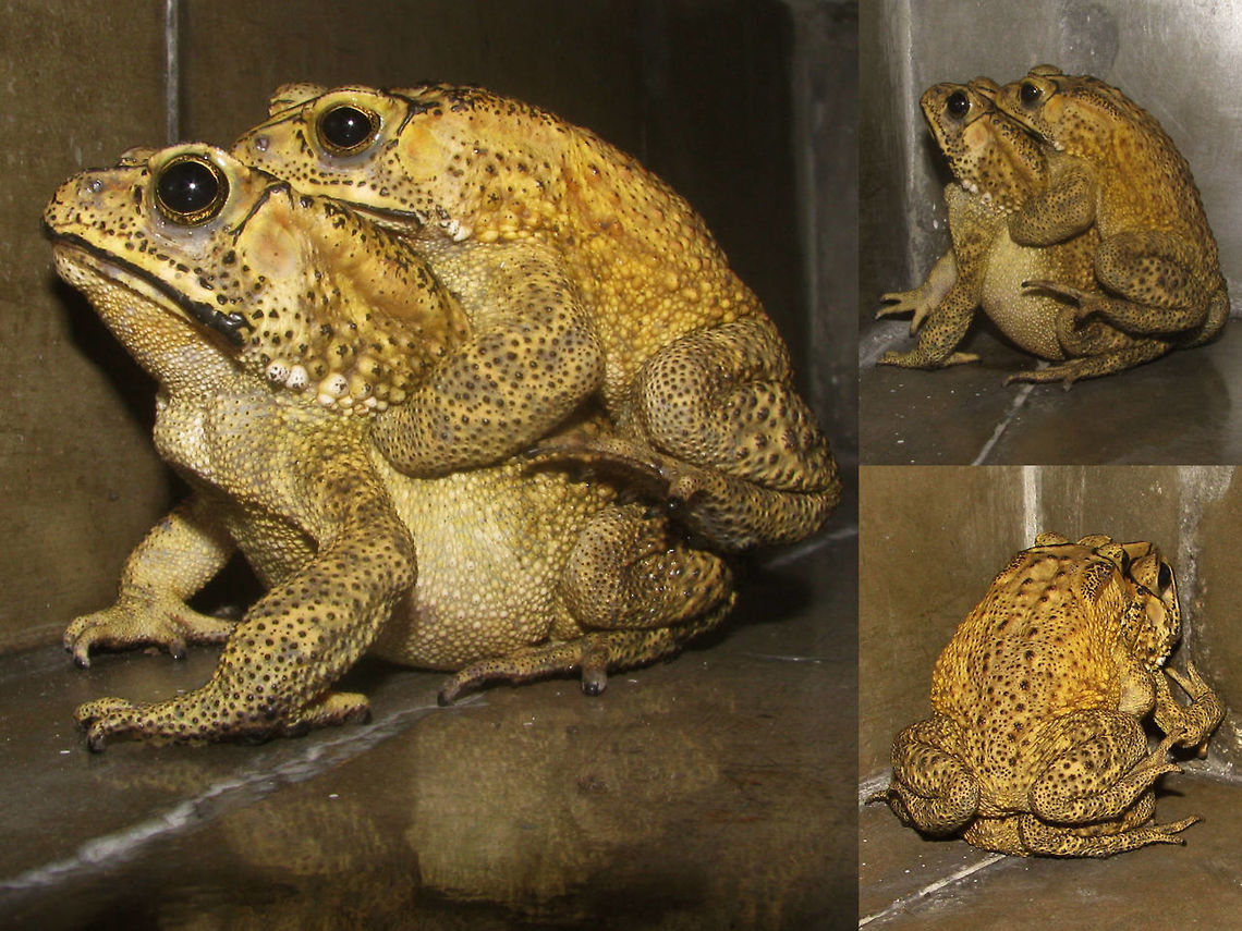 Duttaphrynus melanostictus - Copula Black-spined Toads were making the nights in a hospital in Surabaya a bit more lively  Amphibia,Anura,Asian Common Toad,Black-spined Toad,Bufonidae,Common Indian Toad,Duttaphrynus,Duttaphrynus melanostictus,Geotagged,Indonesia