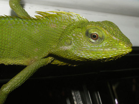 Bronchocela jubata - Head Close up of Maned Forest Lizard (Bronchocela jubata) found hanging on to our mini-van in the parking of a guest house in Malang.
Below on my hand for size:
https://www.jungledragon.com/image/47628/bronchocela_jubata_-_on_hand.html Agamidae,Bronchocela,Bronchocela jubata,Draconinae,Geotagged,Iguania,Indonesia,Maned Forest Lizard,Maned forest lizard,Reptilia,Squamata