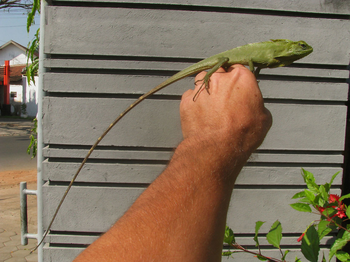 Bronchocela jubata - On hand Maned Forest Lizard (Bronchocela jubata) found hanging on to our mini-van in the parking of a guest house in Malang, picked it up on my hand to shoot an image for size.<br />
Below a close-up of the head, while still on the car:<br />
<figure class="photo"><a href="https://www.jungledragon.com/image/47627/bronchocela_jubata_-_head.html" title="Bronchocela jubata - Head"><img src="https://s3.amazonaws.com/media.jungledragon.com/images/3043/47627_thumb.jpg?AWSAccessKeyId=05GMT0V3GWVNE7GGM1R2&Expires=1769040010&Signature=SanIVEho8jm5cKpB2BvKSSDMRIg%3D" width="200" height="150" alt="Bronchocela jubata - Head Close up of Maned Forest Lizard (Bronchocela jubata) found hanging on to our mini-van in the parking of a guest house in Malang.<br />
Below on my hand for size:<br />
https://www.jungledragon.com/image/47628/bronchocela_jubata_-_on_hand.html Agamidae,Bronchocela,Bronchocela jubata,Draconinae,Geotagged,Iguania,Indonesia,Maned Forest Lizard,Maned forest lizard,Reptilia,Squamata" /></a></figure> Agamidae,Bronchocela,Bronchocela jubata,Draconinae,Geotagged,Iguania,Indonesia,Maned Forest Lizard,Maned forest lizard,Reptilia,Squamata