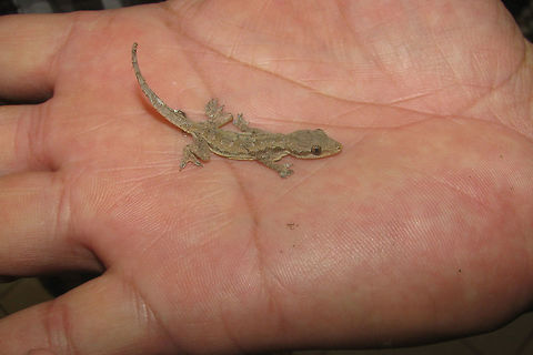 Cecak on hand Little Flat-tailed House Gecko (Hemidactylus platyurus) on a travel mate's hand.
A bit closer here:
https://www.jungledragon.com/image/47676/cecak_tembok_-_close.html Cecak tembok,Flat-tailed House Gecko,Flat-tailed house gecko,Gecko,Gekkonidae,Geotagged,Hemidactylus,Hemidactylus platyurus,Indonesia,Reptilia