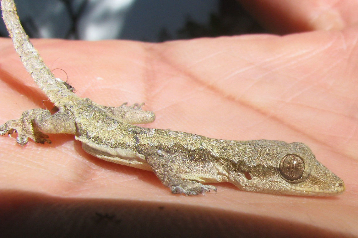 Cecak tembok - Close Close-up of the little Flat-tailed House Gecko (Hemidactylus platyurus) on a travel mate&#039;s hand:<br />
<figure class="photo"><a href="https://www.jungledragon.com/image/47675/cecak_on_hand.html" title="Cecak on hand"><img src="https://s3.amazonaws.com/media.jungledragon.com/images/3043/47675_thumb.JPG?AWSAccessKeyId=05GMT0V3GWVNE7GGM1R2&Expires=1759968010&Signature=u7ESVuQ%2F1WJ5BDYfAkGmQPu31Jk%3D" width="200" height="134" alt="Cecak on hand Little Flat-tailed House Gecko (Hemidactylus platyurus) on a travel mate&#039;s hand.<br />
A bit closer here:<br />
https://www.jungledragon.com/image/47676/cecak_tembok_-_close.html Cecak tembok,Flat-tailed House Gecko,Flat-tailed house gecko,Gecko,Gekkonidae,Geotagged,Hemidactylus,Hemidactylus platyurus,Indonesia,Reptilia" /></a></figure> Cecak tembok,Flat-tailed House Gecko,Flat-tailed house gecko,Gecko,Gekkonidae,Geotagged,Hemidactylus,Hemidactylus platyurus,Indonesia,Reptilia
