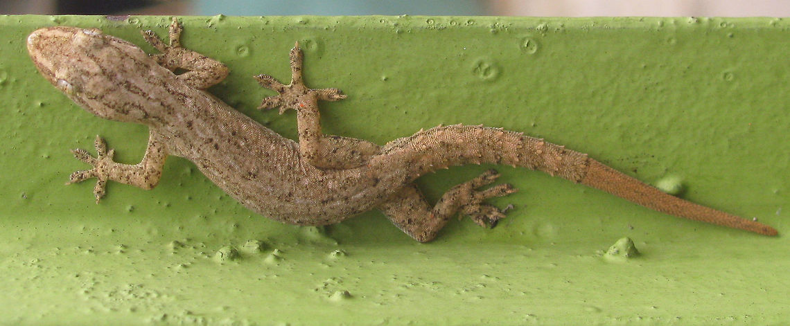 Hemidactylus frenatus I take this one to be a &quot;Common House Gecko&quot; (Hemidactylus frenatus) ... correction if wrong appreciated!<br />
Update: ID confirmed @ waarneming.nl Cecak kayu,Common House Gecko,Common house gecko,Gecko,Gekkonidae,Geotagged,Hemidactylus,Hemidactylus frenatus,Indonesia,Reptilia