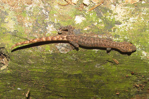 Hemiphyllodactylus typus Some species of Gecko unknown to me. Under a log in the Bogor Botanical Garden.
This is one of the slender dwarf-geckos, with adults having a snout-venter lenght (SVL) of usually under 40mm.

Update: Someone on the forum at waarneming.nl came up with the name Indopacific Tree Gecko (Hemiphyllodactylus typus) for this one - based on the 19 year old book "Amphibien und Reptilien Südostasiens" (Manthey & Grossmann, 1997).

Update 2: The taxonomy of the genus is being chalenged, but at least this recent publication on the matter does not directly chalenge ID as H. typus from Java:
Grismer, Larry Lee; Wood, Perry L. Jr.; Anuar, Shahrul; Brown, Last Rafe M. (2013) Integrative taxonomy uncovers high levels of cryptic species diversity in Hemiphyllodactylus Bleeker, 1860 (Squamata: Gekkonidae) and the description of a new species from Peninsular Malaysia. -  Zoological Journal of the Linnean Society, vol.169(4), pp.849–880.
PDF: https://www.researchgate.net/profile/Perry_Wood_Jr/publication/259333052_Integrative_taxonomy_uncovers_high_levels_of_cryptic_species_diversity_in_Hemiphyllodactylus_Bleeker_1860_Squamata_Gekkonidae_and_the_description_of_a_new_species_from_Peninsular_Malaysia/links/00b4952b09026580f0000000.pdf?origin=publication_detail Common Dwarf Gecko,Gecko,Gekkonidae,Geotagged,Hemiphyllodactylus,Hemiphyllodactylus typus,Indonesia,Indopacific Tree Gecko,Reptilia