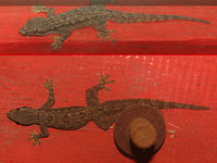 Hemidactylus platyurus - Collage A few more viewing angles for this adult Flat-tailed House Gecko (Hemidactylus platyurus):<br />
https://www.jungledragon.com/image/47735/hemidactylus_platyurus_-_adult.html Cecak tembok,Flat-tailed House Gecko,Flat-tailed house gecko,Gecko,Gekkonidae,Geotagged,Hemidactylus,Hemidactylus platyurus,Indonesia,Reptilia