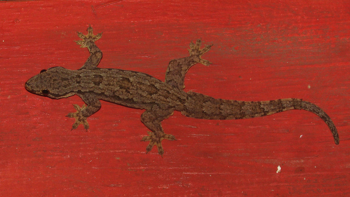 Hemidactylus platyurus - Adult I&#039;m assuming this to be the adult version of the Flat-tailed House Gecko (Hemidactylus platyurus).<br />
A collage with different angles:<br />
<figure class="photo"><a href="https://www.jungledragon.com/image/47734/hemidactylus_platyurus_-_collage.html" title="Hemidactylus platyurus - Collage"><img src="https://s3.amazonaws.com/media.jungledragon.com/images/3043/47734_thumb.jpg?AWSAccessKeyId=05GMT0V3GWVNE7GGM1R2&Expires=1767225610&Signature=C8yOeDDTzYlZ8ZlOgz2vsAtQLpA%3D" width="200" height="150" alt="Hemidactylus platyurus - Collage A few more viewing angles for this adult Flat-tailed House Gecko (Hemidactylus platyurus):<br />
https://www.jungledragon.com/image/47735/hemidactylus_platyurus_-_adult.html Cecak tembok,Flat-tailed House Gecko,Flat-tailed house gecko,Gecko,Gekkonidae,Geotagged,Hemidactylus,Hemidactylus platyurus,Indonesia,Reptilia" /></a></figure><br />
A little subadult from Bandung:<br />
<figure class="photo"><a href="https://www.jungledragon.com/image/47675/cecak_on_hand.html" title="Cecak on hand"><img src="https://s3.amazonaws.com/media.jungledragon.com/images/3043/47675_thumb.JPG?AWSAccessKeyId=05GMT0V3GWVNE7GGM1R2&Expires=1767225610&Signature=qi7ZyG1PqLdVcrFKC3VRg2Z4bM8%3D" width="200" height="134" alt="Cecak on hand Little Flat-tailed House Gecko (Hemidactylus platyurus) on a travel mate&#039;s hand.<br />
A bit closer here:<br />
https://www.jungledragon.com/image/47676/cecak_tembok_-_close.html Cecak tembok,Flat-tailed House Gecko,Flat-tailed house gecko,Gecko,Gekkonidae,Geotagged,Hemidactylus,Hemidactylus platyurus,Indonesia,Reptilia" /></a></figure> Cecak tembok,Flat-tailed House Gecko,Flat-tailed house gecko,Gecko,Gekkonidae,Geotagged,Hemidactylus,Hemidactylus platyurus,Indonesia,Reptilia