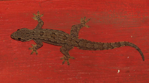 Hemidactylus platyurus - Adult I'm assuming this to be the adult version of the Flat-tailed House Gecko (Hemidactylus platyurus).
A collage with different angles:
https://www.jungledragon.com/image/47734/hemidactylus_platyurus_-_collage.html
A little subadult from Bandung:
https://www.jungledragon.com/image/47675/cecak_on_hand.html Cecak tembok,Flat-tailed House Gecko,Flat-tailed house gecko,Gecko,Gekkonidae,Geotagged,Hemidactylus,Hemidactylus platyurus,Indonesia,Reptilia